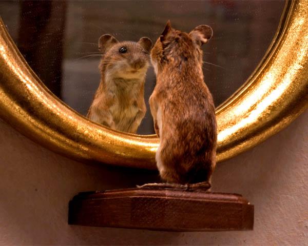Рефлексия мыши перед парадным зеркалом